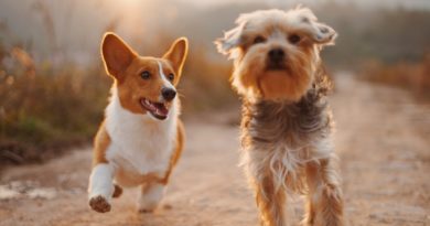 holiday pet care