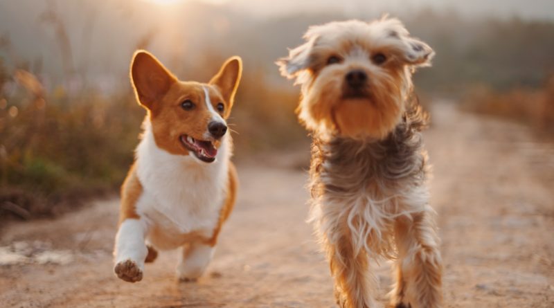 holiday pet care