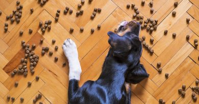 dog food