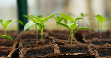 budget-friendly seeds