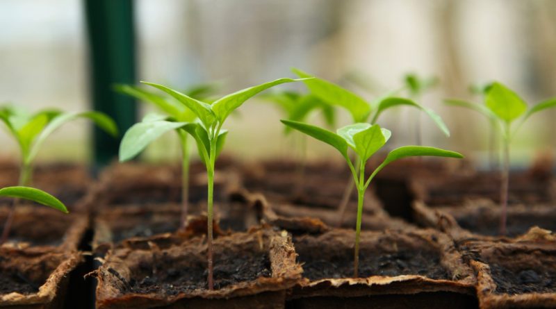 budget-friendly seeds