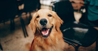 rescue pet