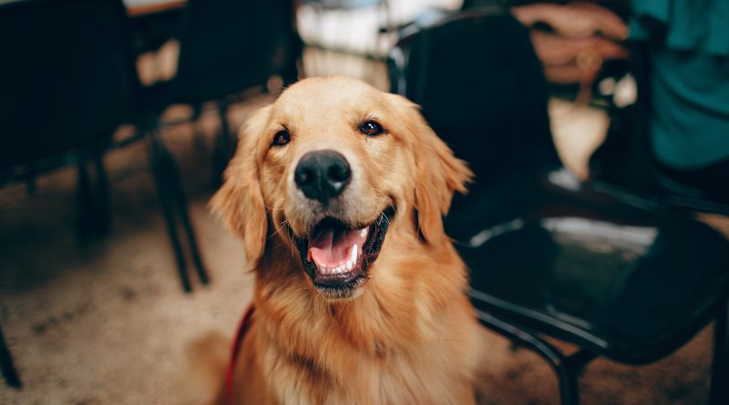 rescue pet